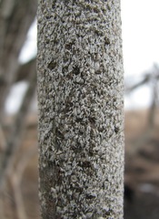 Chionaspis salicis