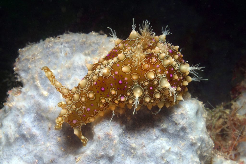 Petalifera ramosa
