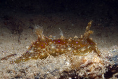 Petalifera ramosa