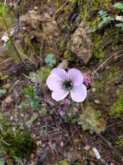 Drosera pauciflora