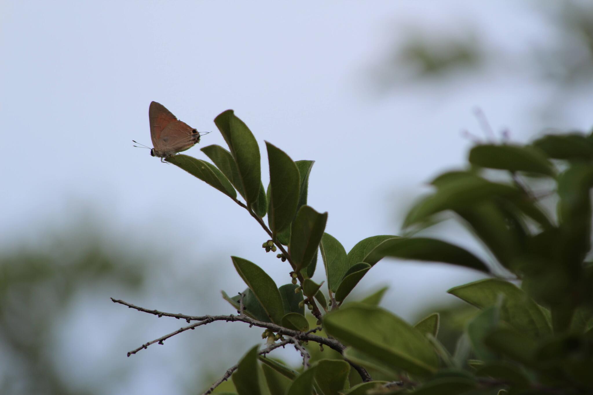 Common Red Flash