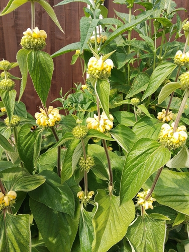 Phlomis russeliana