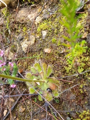 Drosera pauciflora