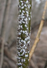 Chionaspis salicis