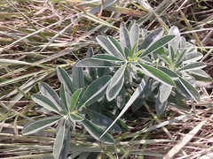 Thermopsis lanceolata