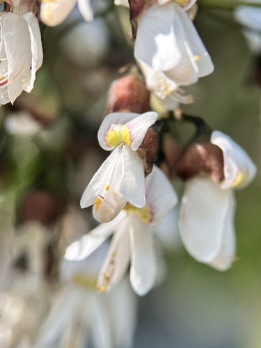Cladrastis platycarpa iNat (3)