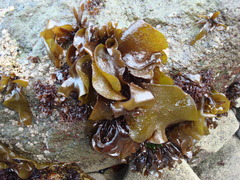 Mazzaella laminarioides