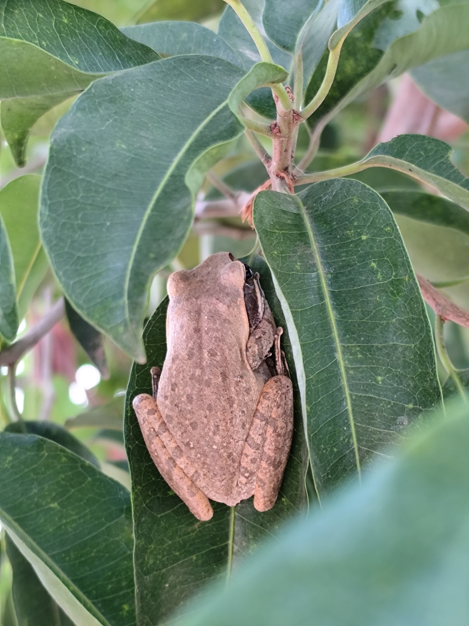 Big-Headed Whipping Frog