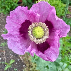 Papaver somniferum