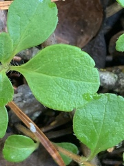 Linnaea borealis longiflora