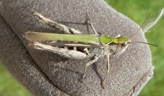 Chorthippus brunneus