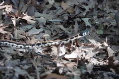 Thamnophis cyrtopsis ocellatus