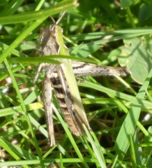 Chorthippus brunneus
