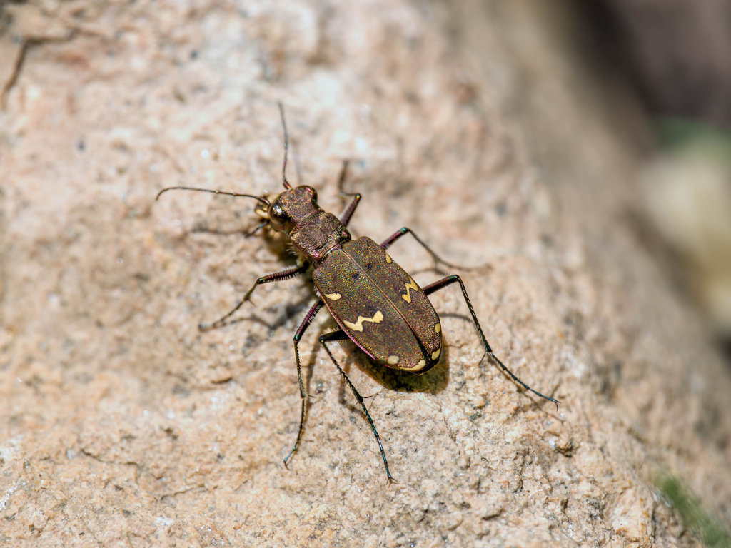 Cicindela gemmata