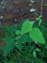 Image of Passiflora dispar