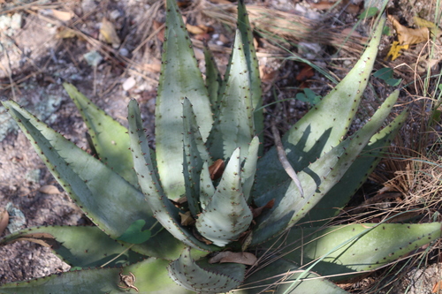 Aloe petricola, photograph 4