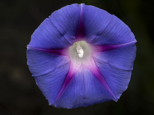 How to identify Ipomoea purpurea (L.) Roth