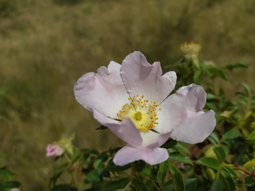 Small-flower sweetbriar