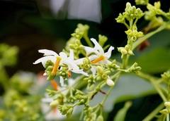 Nyctanthes arbor-tristis