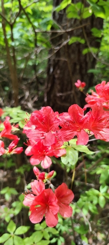 Torch Azalea (Rhododendron kaempferi)