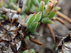 Drosanthemum candens