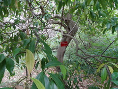 Cocculus laurifolius