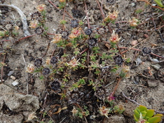 Drosanthemum candens