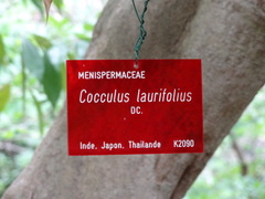 Cocculus laurifolius