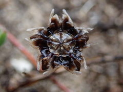 Drosanthemum candens