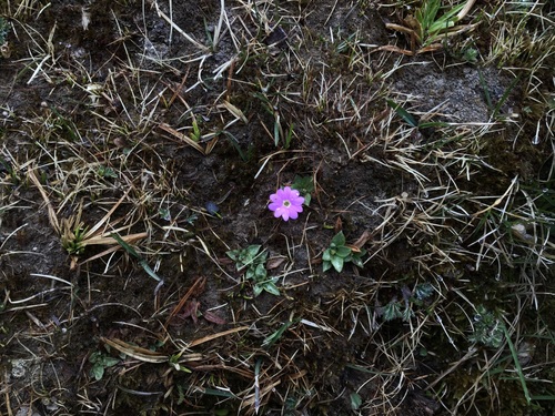 Primula tibetica, photograph 2