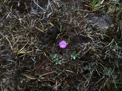 Primula tibetica, photograph 王天, CC BY, iNaturalist via GBIF