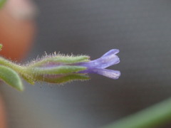 Allophyllum gilioides violaceum