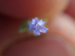 Allophyllum gilioides violaceum