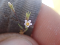 Leptosiphon pygmaeus continentalis