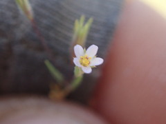 Leptosiphon pygmaeus continentalis