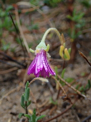 Drosanthemum candens