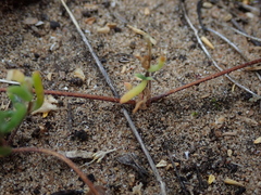 Drosanthemum candens