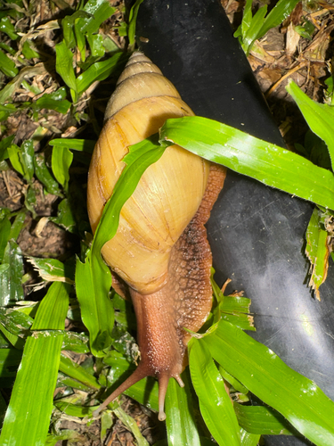 Giant Blonde Snail