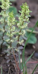 Cruciata glabra