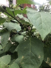 Solanum nigrum