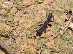 Harpegnathos venator