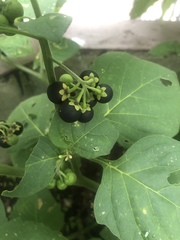 Solanum nigrum