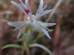 Clarkia xantiana parviflora