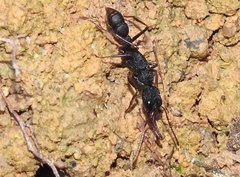 Harpegnathos venator