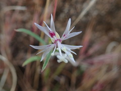Clarkia xantiana parviflora