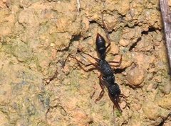 Harpegnathos venator