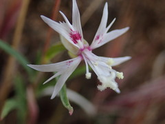 Clarkia xantiana parviflora
