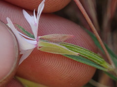 Clarkia xantiana parviflora