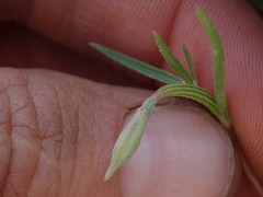 Clarkia xantiana parviflora