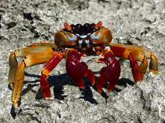 Thin-Shelled Rock Crab